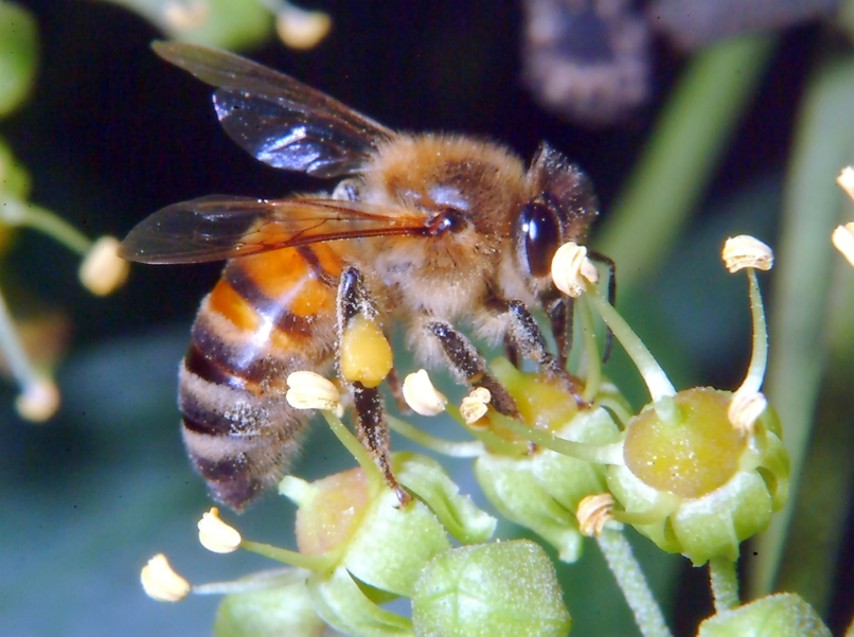 E'' fiorita l''Hedera helix!